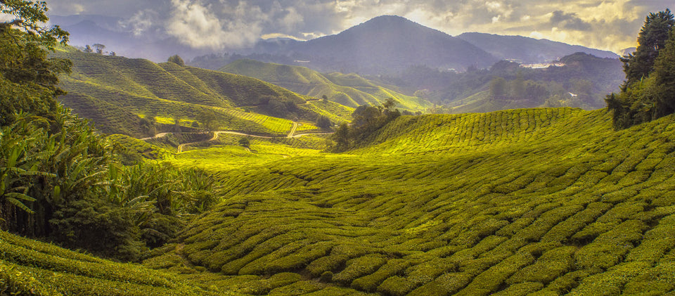 Foothills of Himalayas: Darjeeling Tea, Monasteries & Beauty